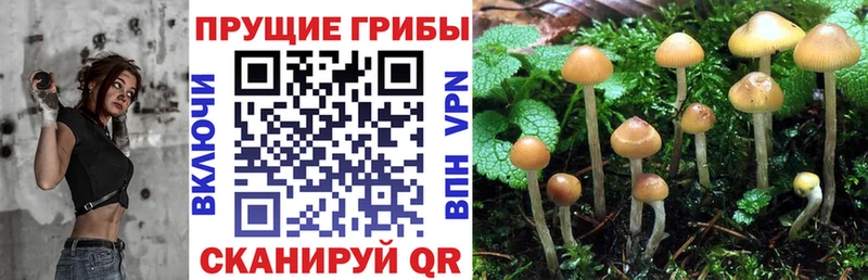 где купить наркотик  Тихорецк  Псилоцибиновые грибы ЛСД 